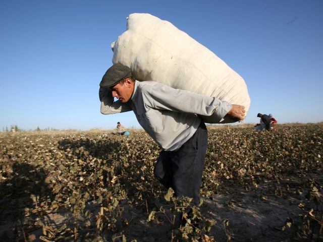 MAIGAITI, XINJIANG, CHINA - OCTOBER 19: A worker carries a bag of picked cotton on October 20, 2005 in the Xinjiang Uyghur Autonomous Region city Maigaiti, China. Xinjiang is one of China's largest cotton production areas with about 1/3 of the total output of cotton in China. The U.S. is …