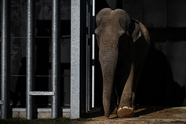 Gandhi, an Asian elephant, at a sanctuary in France