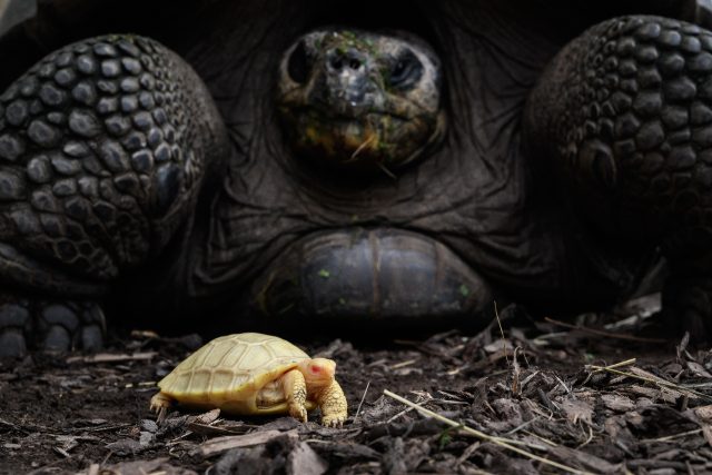 The International Union for Conservation of Nature (IUCN) lists the Galapagos giant tortoi