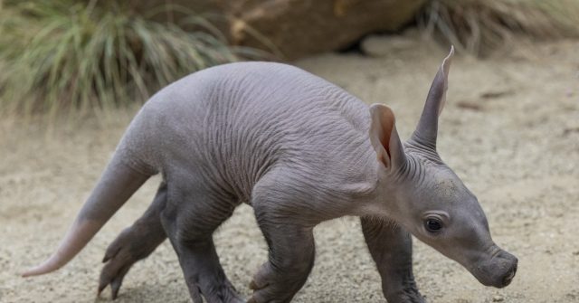 San Diego Zoo welcomes 1st aardvark birth in years - Breitbart