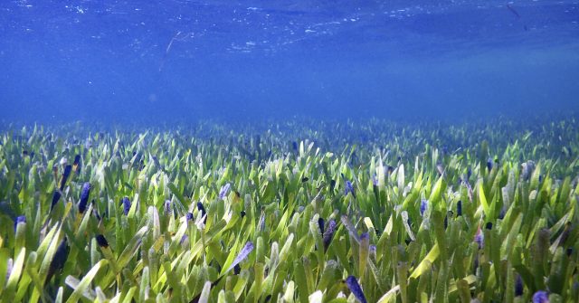 World's Largest Plant Is A Vast Seagrass Meadow In Australia - Breitbart