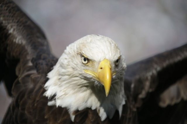 National American Eagle Day promotes raptor conservation