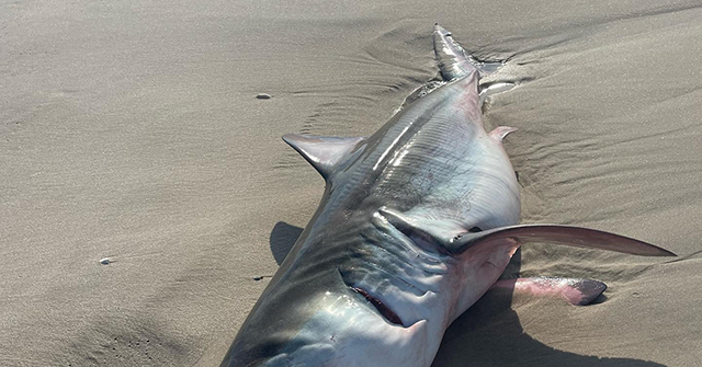 PHOTOS: Shark Washes Up on Long Island Shore, Surfer Bitten Hours Later