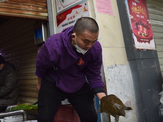 A man wearing a facemask to help stop the spread of a deadly virus which began in the city looks at a turtle for sale at a market in Wuhan on January 24, 2020. - China sealed off millions more people near the epicentre of a virus outbreak on January …