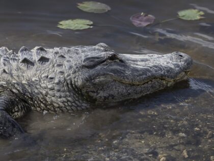 An alligator swims in the Florida Everglades on May 04, 2022 in Miami, Florida. Alligator hunters who are preparing for the upcoming season, which begins in August and runs until November 1, will be able to hunt 24 hours a day after the Florida Fish and Wildlife Conservation Commission approved …