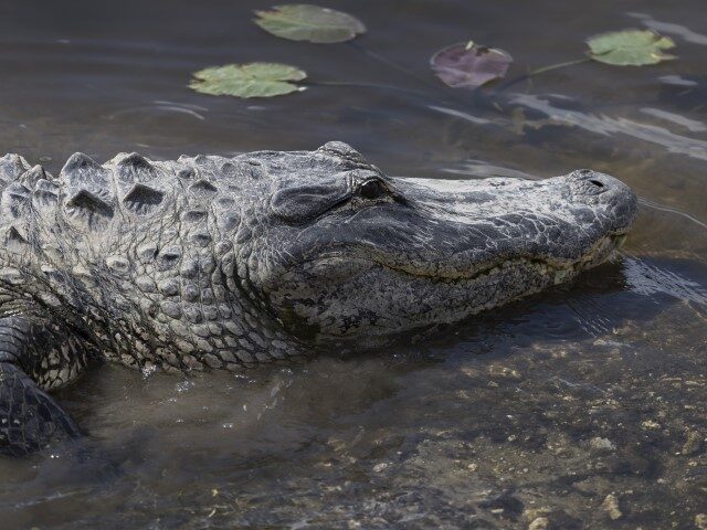 An alligator swims in the Florida Everglades on May 04, 2022 in Miami, Florida. Alligator