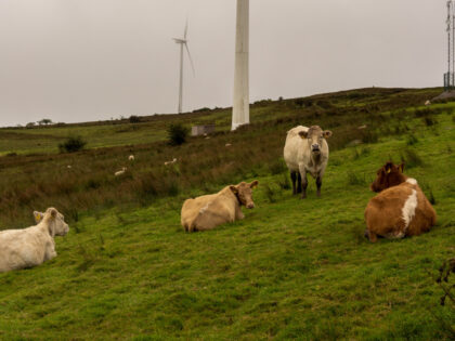 Cows graze on a field beside wind turbines on Slieve Rushen wind farm, in Derrylin, County Fermanagh, Northern Ireland, U.K., on Friday, Sept. 24, 2021. Ireland's electricity grid warned of a potential capacity shortfall for the winter periods over the next five years. Photographer: Paulo Nunes dos Santos/Bloomberg via Getty …
