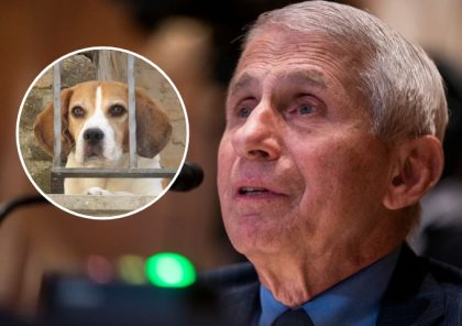 Anthony Fauci Caves: NIH Will Stop Using Dogs as Test Subjects in Experiments