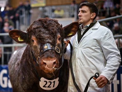 STIRLING, SCOTLAND - FEBRUARY 07: Beef Shorthorn cattle are sold during day two of the Sti