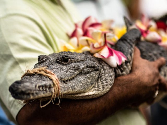 28 June 2018, Mexico, San Pedro Huamelula: Victor Aguilar Ricardez, Mayor of San Pedro Huamelula, holds the "Crocodile bride". The Mayor has symbolically married the reptile. The symbolic marriage should bring the fishermen more luck and allow for a rich catch. Photo: Edgar Santiago Garcia/dpa (Photo by Edgar Santiago Garcia/picture …