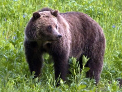 FILE - In this July 6, 2011, file photo, a grizzly bear roams near Beaver Lake in Yellowst