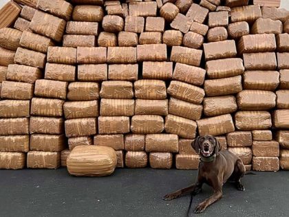 A DEA K-9 poses with more than 5,000 pounds seized during the first week of July in San Diego County. (U.S. Attorney for the Southern District of California)