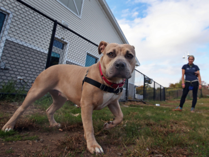 METHUEN, MA - OCTOBER 23: Julia Doane, a worker at the MSPCA in Methuen, MA, plays with a 2-year-old female pit bull named "Sammi" on Oct. 23, 2017. Some local officials, sparked by a pit bull attack that killed a 7-year-old boy in Lowell on Saturday, are demanding that municipalities …