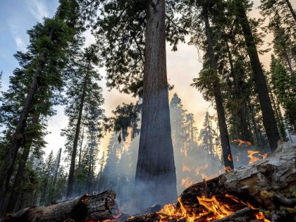 Yosemite Fire Washburn (Noah Berger / Associated Press)