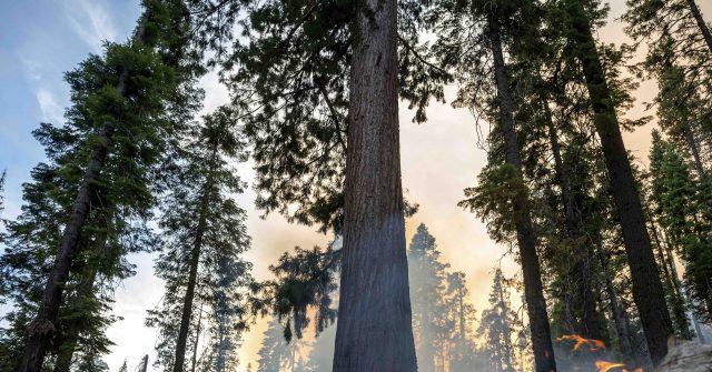 Firefighters Race to Save Sequoias from Yosemite Blaze - Vimarsana News