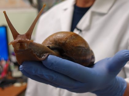 Scientist Mary Yong Cong holds one of the Giant African Snails she keeps in her lab in Miami, Florida on July 17, 2015. Florida plant detectives are hot on the trail of a slippery foe, an invasive African land snail that is wily, potentially infectious, and can grow as big …