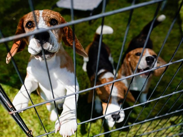 Beagles wait in a pen before competing in the146th Westminster Kennel Club Dog show, Monda