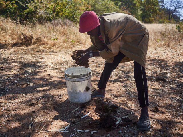 Sandile Masina, 15, a volunteer with a local organisation, collects cow dung to prepare a home remedy in Dete near Hwange National Park, Zimbabwe, on May 25, 2022. - Tikobane trust a community based organisation help villagers scare away elephants using non-lethal odorus concoctions made from local available products including …