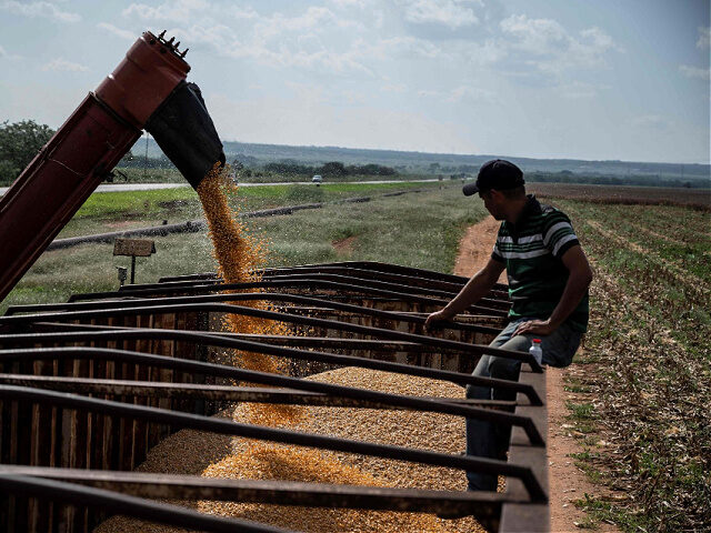 A farm worker checks a harvesting machine unloading corn into a container, at a corn field