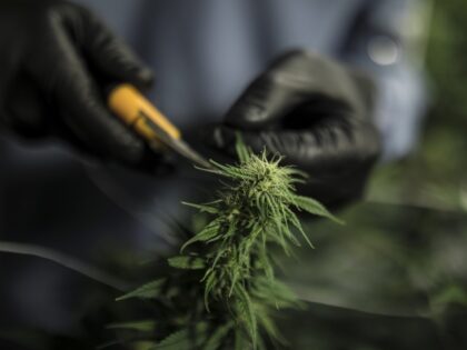 A worker wearing protective gear trims a plant at the Pideka SAS medical cannabis cultivation facility in Tocancipa, Colombia, on Tuesday, Dec. 22, 2020. Pideka, which was purchased by Ikanik Farms to become part of it's international pharmaceutical division, is a vertically integrated medical cannabis grower and the only licensed …