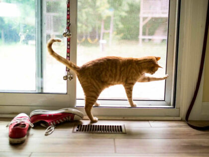 Striped orange tabby cat tries to open patio door to go outside - stock photo