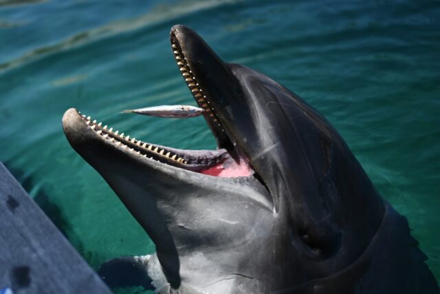 A single dolphin is believed to be behind at least 10 biting incidents near a beach in cen