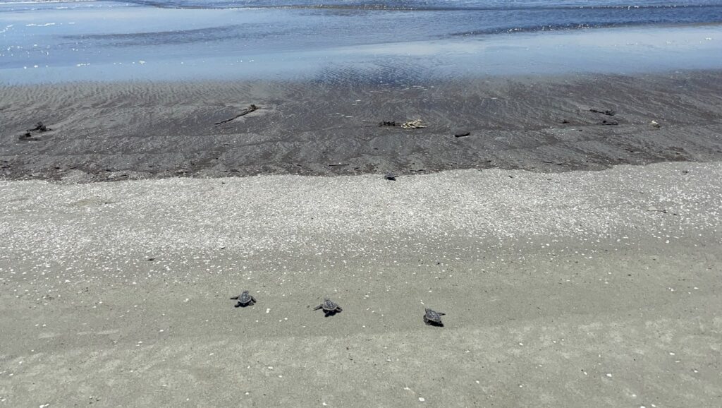 Hatchlings on Jekyll Island on July 3, 2022. (Facebook/Mark Dodd, Georgia Sea Turtle Cooperative)