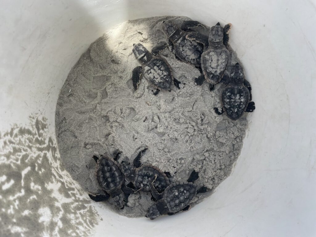 Hatchlings on Jekyll Island on July 3, 2022. (Mark Dodd, GA Sea Turtle Cooperative)