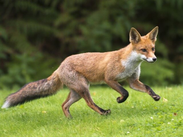 A red fox runs across a lawn