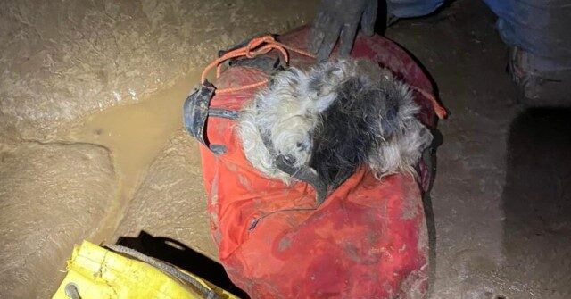 PHOTOS – Dog Missing for Two Months Rescued from Cave: ‘She Was Happy to Be Out!’