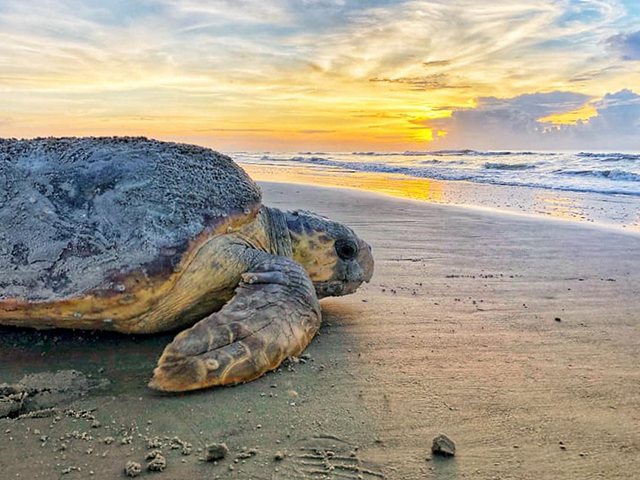 Sea Turtles Make Comeback in Georgia – New Nesting Record Broken - Vimarsana News