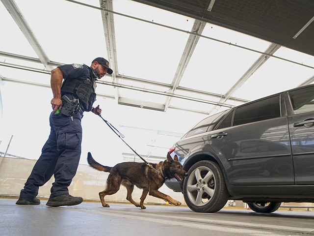 A US Customs and Border Protection canine team agent checks automobiles for contraband in the line to enter the United States at the San Ysidro Port of Entry on October 2, 2019 in San Ysidro, California. - Fentanyl, a powerful painkiller approved by the US Food and Drug Administration for a range of conditions, has been central to the American opioid crisis which began in the late 1990s. China was the first country to manufacture illegal fentanyl for the US market, but the problem surged when trafficking through Mexico began around 2005, according to Donovan. (Photo by SANDY HUFFAKER / AFP) / The erroneous mention[s] appearing in the metadata of this photo by SANDY HUFFAKER has been modified in AFP systems in the following manner: [A US Customs and Border Protection agent] instead of [An Immigration and Customs Enforcement (ICE) agent]. Please immediately remove the erroneous mention[s] from all your online services and delete it (them) from your servers. If you have been authorized by AFP to distribute it (them) to third parties, please ensure that the same actions are carried out by them. Failure to promptly comply with these instructions will entail liability on your part for any continued or post notification usage. Therefore we thank you very much for all your attention and prompt action. We are sorry for the inconvenience this notification may cause and remain at your disposal for any further information you may require. (Photo by SANDY HUFFAKER/AFP via Getty Images)