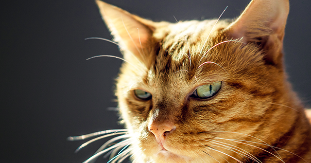 PHOTO - Feline Helps Thwart Would-Be Robbery: 'This Is a Guard Cat' - Vimarsana News