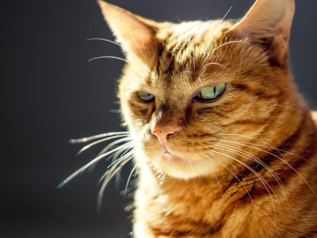 PHOTO - Feline Helps Thwart Would-Be Robbery: 'This Is a Guard Cat' - Vimarsana News