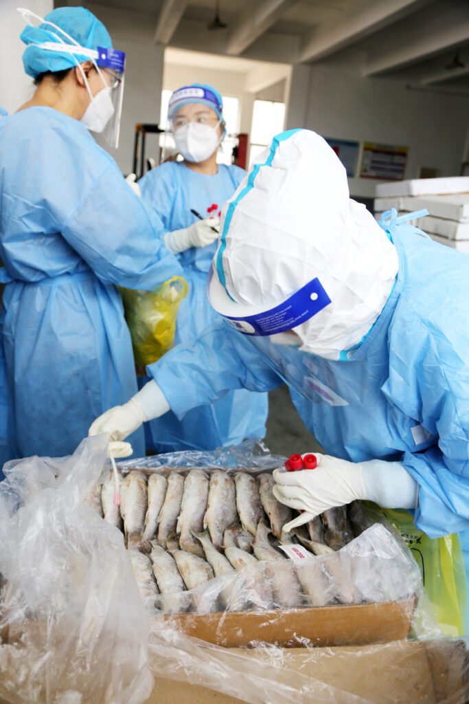 LIANYUNGANG, CHINA - AUGSUT 11: A disease control worker wearing protective suit collects samples from imported cold-chain fish for COVID-19 testing on August 11, 2021 in Lianyungang, Jiangsu Province of China. (Photo by Wang Chun/VCG via Getty Images)