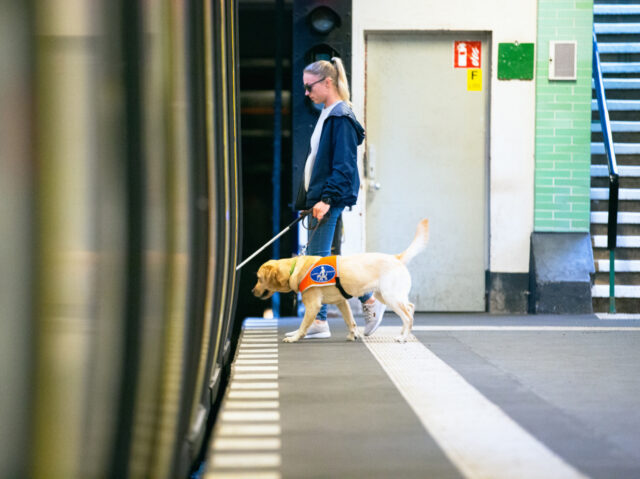 seeing eye dog leads a blind person along the railway track