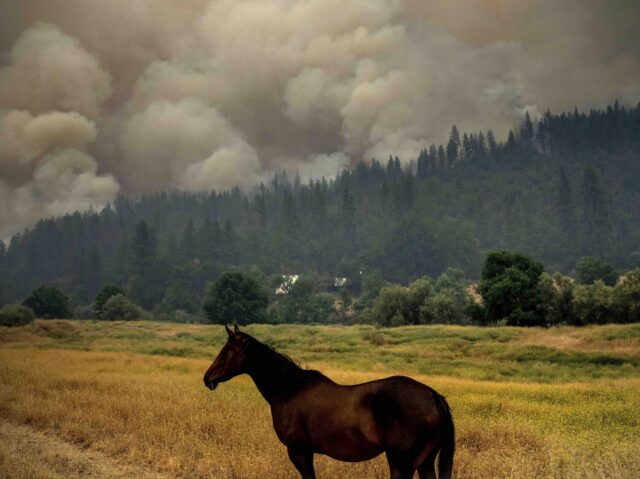 McKinney Fire horse (Noah Berger / Associated Press)