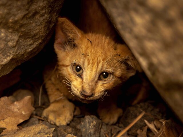 McKinney Fire kitten (David McNew / AFP / Getty)