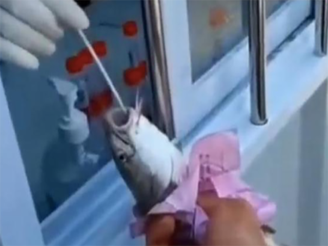 Watch: Chinese Workers Test Fishermen's Live Catch for Coronavirus - Vimarsana News