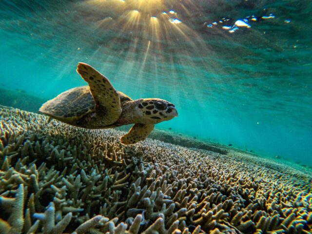 QUEENSLAND, AUSTRALIA - 2019/10/10: A green sea turtle is flourishing among the corals at lady Elliot island. In the quest to save the Great Barrier Reef, researchers, farmers and business owners are looking for ways to reduce the effects of climate change as experts warn that a third mass bleaching …