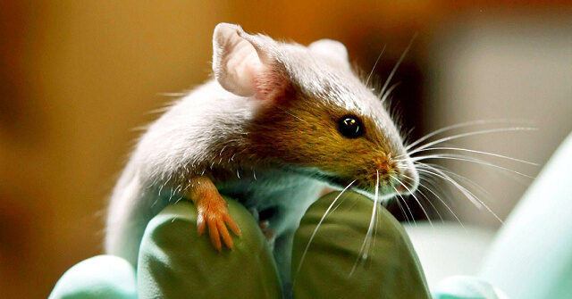 Illegal Medical Lab with Contaminants, Links to China Shut Down in California