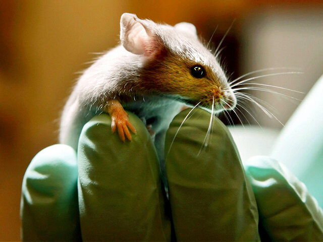 FILE - This is a Tuesday, Jan. 24, 2006 file photo of a laboratory mouse as it looks over the gloved hand of a technician at the Jackson Laboratory, in Bar Harbor, Maine. The lab ships more than two million mice a year to qualified researchers. Medical research in the …