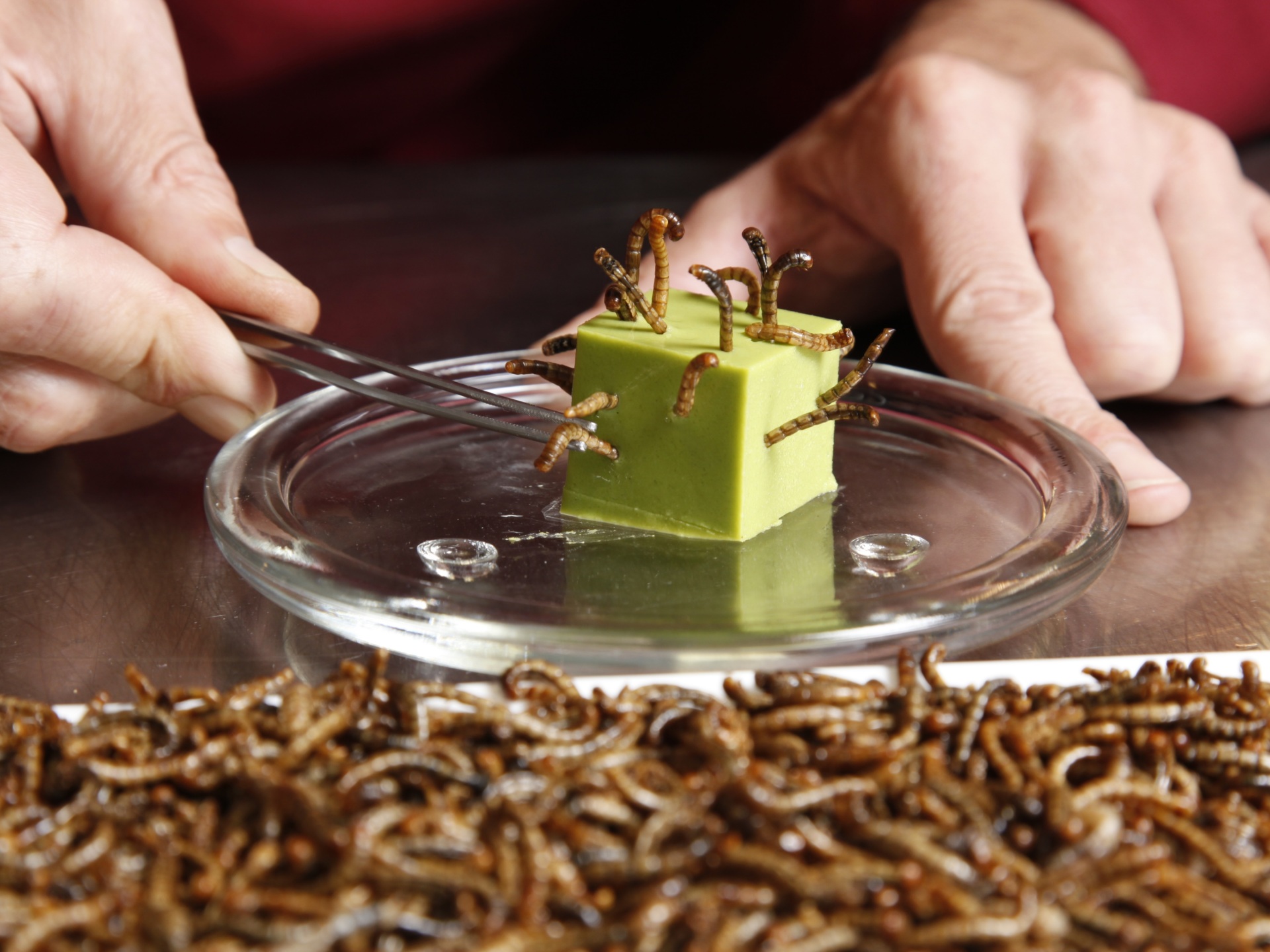 Want Fries with That? Scientists Say Eating Worms Will Save the Planet - Vimarsana News