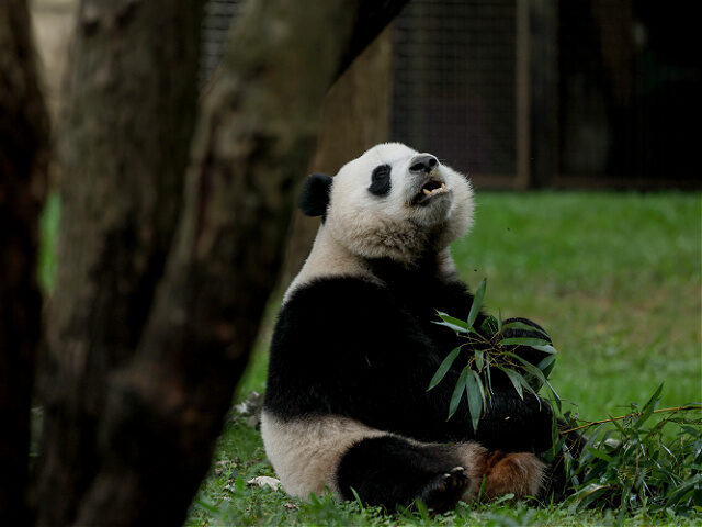 WASHINGTON, DC - AUGUST 21: Male giant panda Xiao Qi Ji relaxes in his enclosure during hi