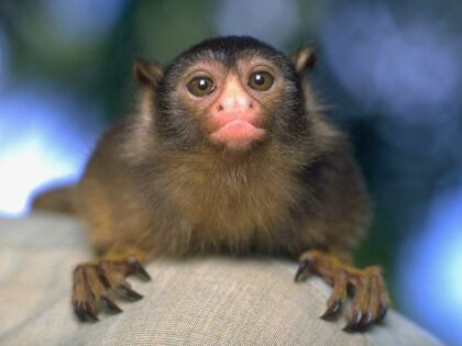 Animals: Amazon Monkey Hunt: Closeup of marmoset monkey Dreumes (Dutch for Little Fellow). Black-crowned Dwarf Marmoset. Manaus, Brazil 11/16/1996 CREDIT: Heinz Kluetmeier (Photo by Heinz Kluetmeier /Sports Illustrated via Getty Images) (Set Number: X51825 )