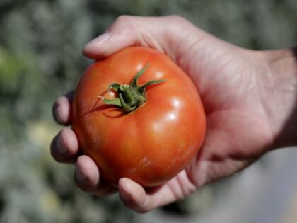 FILE - In this March 28, 2020, file photo, DiMare farm manager Jim Husk holds a ripe tomato, in Homestead, Fla. Tomatoes and turnips are among the winners for US seed company sales. In the year of the new coronavirus and new gardeners in droves trying to grow their own …