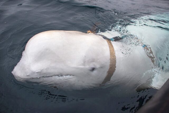 While adult Belugas migrate away from the Arctic in the autumn to feed, they rarely ventur