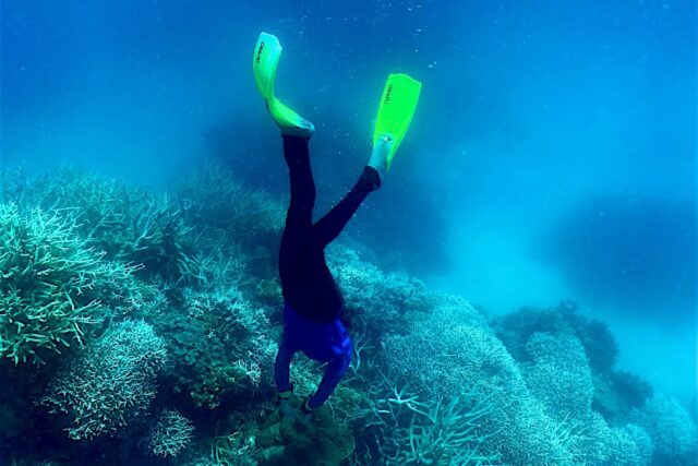 World in grip of new major coral bleaching event, reefs at risk - Breitbart