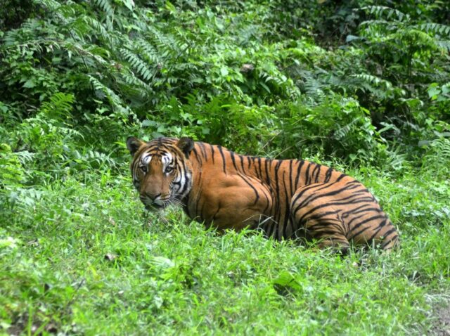 A tiger's stripes are unique, like human fingerprints. An estimated 4,500 of the big cats