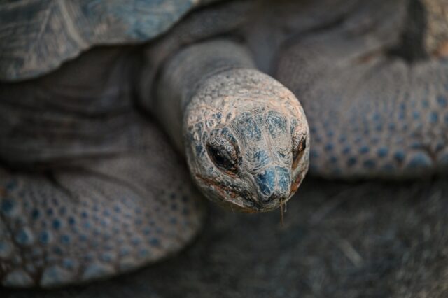 Giant tortoise on track halts trains in England - Breitbart